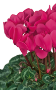 Cyclamen Halios® 2077 HD Fucsia neón