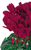 Cyclamen Halios® 2107 HD Deep magenta