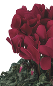 Cyclamen Halios® 2108 - Magenta oscuro