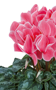 Cyclamen Halios® 2147 - Lachs geflammt