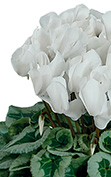 Cyclamen Halios® 2228 - White silverleaf