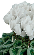 Cyclamen Halios® 2228 - Weiß Decora