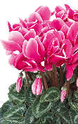 cyclamen ハリオス® 2371 - ファンタジア® ブライトフクシア