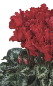 Cyclamen Halios® - CURLY® Bright scarlet