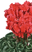 Cyclamen Halios® - CURLY® Scarlet salmon