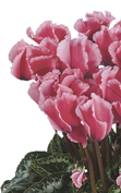 Cyclamen Halios® - CURLY® LITCHI® Fuchsia