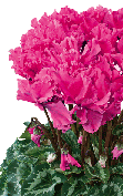 Cyclamen Halios® 2471 - CURLY® Fuchsia vif