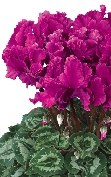 Cyclamen Halios® 2495 - CURLY® Dunkel Violett