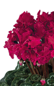 Cyclamen Halios® 2505 - CURLY® Magenta foncé