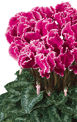 Cyclamen Halios® 2507 - CURLY® Magenta bordeado