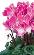 Cyclamen Halios® FUNFLAME® Magenta