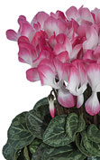 Cyclamen INDIAKA® Lachs