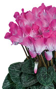 Cyclamen INDIAKA® Fuchsia