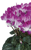 Cyclamen INDIAKA® Violeta