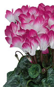 Cyclamen INDIAKA® Magenta