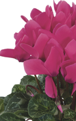 Latinia® 1077 - SUCCESS® Fucsia neón