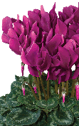 Cyclamen Latinia® 1097 - SUCCESS® Violet