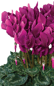 Cyclamen Latinia® 1097 - SUCCESS® Light purple