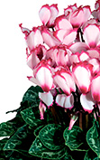 拉蒂尼亚®  - 维多利亚 50 红喉粉红色