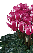 Cyclamen LILIBELLE® Magenta