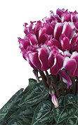 Cyclamen LILIBELLE® Violet