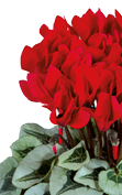 Cyclamen METALIS® Rojo