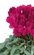 Cyclamen METALIS® Magenta