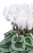 Cyclamen METALIS® Weiss