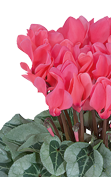 cyclamen メタリス® サーモン