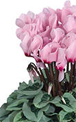 Cyclamen METALIS® METALIS® Hellrosa mit Auge