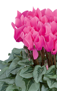 cyclamen メタリス® フクシア