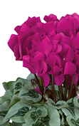 Cyclamen METALIS® Violeta vivo