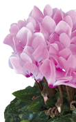 Cyclamen Metis® 4080 - Rose aquarel