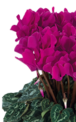 Cyclamen Metis® 4092 - Bright purple