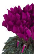 Cyclamen Metis® 4096 - Violeta oscuro