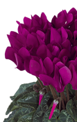 Cyclamen Metis® 4096 - Purple