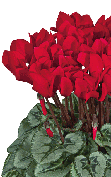 Cyclamen Metis® 4210 - Rojo escarlata decora
