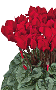 Cyclamen Metis® 4210 - Scarlet red silverleaf