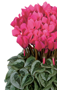 Cyclamen Metis® 4270 - Fuchsia vif décora