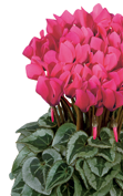 Ciclamino Metis® 4270 - Fucsia vivo decorativo