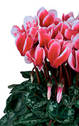 Cyclamen Metis® 4310 - FANTASIA® Rojo