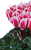 Cyclamen Metis® 4311 - FANTASIA® Artic rojo