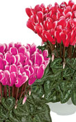 Cyclamen Metis® 4315 - FANTASIA® Red & Deep rose