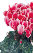 Cyclamen Metis® 4320 - FANTASIA® Scarlet salmon