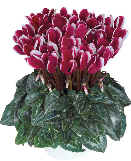 Presentation of all the varieties of the Metis miniature cyclamen series