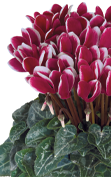 Cyclamen Metis® 4385 - FANTASIA® Magenta oscuro