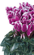 Cyclamen Metis® 4395 - FANTASIA® Dunkel Violett