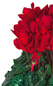 Cyclamen Midi+® 5011 - Glänzend Rot