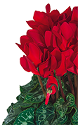 Cyclamen Midi+® 5011 - Rojo vivo