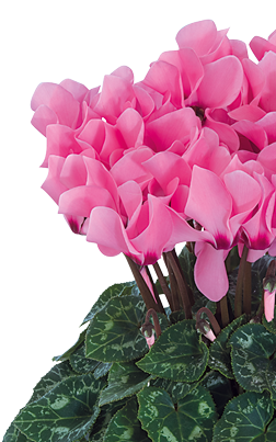 Cyclamen Midi+® 5041 - Salmón con ojo